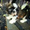 SHIH TZU PUPPIES READY ON FATHER'S DAY