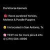 Bichon Frise puppies in Texas 