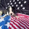 Boston terrier puppies