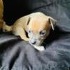 Chihuahua Puppies for rehoming