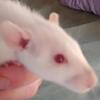 Siamese baby dumbo rats