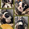 Boston terrier puppies