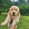 Liter of golden pups available for sale