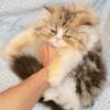 Persian kitten  from Tampa Bay Area #sale $100 adoption