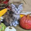 TICA Maine coon kittens