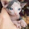 Sphynx Kittens