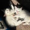 Maine coon little babies