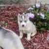 Siberian husky puppies