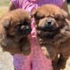 Miniature chow chow puppies