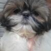 Shih Tzu Puppies For Sale