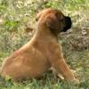 English Mastiff Pups for sale