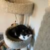 Two darling cats for rehoming