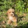 Teddy bear schnoodle 