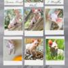 SPHYNX BOY Cream Point BLUE EYES, 3 Months HCM Warranty READY FOR HOME