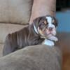 RESERVED Chocolate tri colored English Bulldog Puppy