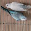 Quaker Parrot Pair Looking to Rehome