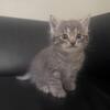 REDUCED ***CALICO READY for forever home