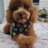 Beautiful toy poodle  for stud