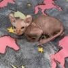 TICA Female Sphynx Kittens