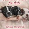 Jennifer’s Boston Babies