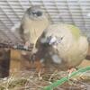 Baby Gouldian Finches