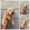 Golden Retriever puppies