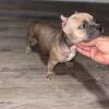 Merle ABKC Registered American Bully