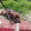 Merle Frenchie