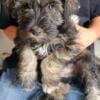 Pogo ACK male schnauzer born 5/25/24 Larzhausschnauzers.com