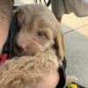 Shih-poo puppies for sale