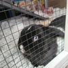 Mini Holland Lop Buck- Blue eyes