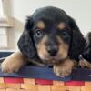 Miniature Dachshund Puppies - 2 left