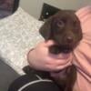 AKC choc lab