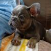 French bulldog puppy