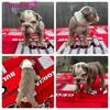 ENGLISH BULLDOG PUPPIES FOR SALE