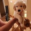 Golden Retriever Puppies