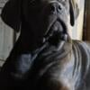 Italian mastiff puppies (cane corso)