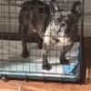 Frenchies looking for new home