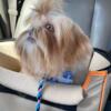 Shih tzu rehoming male adult! Rare and excellent dog 2 years old