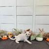 Devon Rex Christmas Kitten