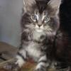 Registered Maine Coon Polydactyl