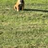 Bully Pups for sale males & females