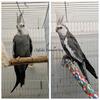 Cockatiels