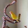 Lovebird breeding pair