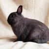 Siamese Sable ND SR Buck