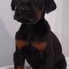 AKC Doberman Puppies European Bloodline