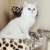 CFA Silver/Golden Exotic Shorthair kittens (Lazy Man's Persian)