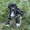 Great Dane puppies ready for forever home!