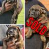 For Sale South African Boerboel Puppy