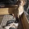 Great Dane Puppies